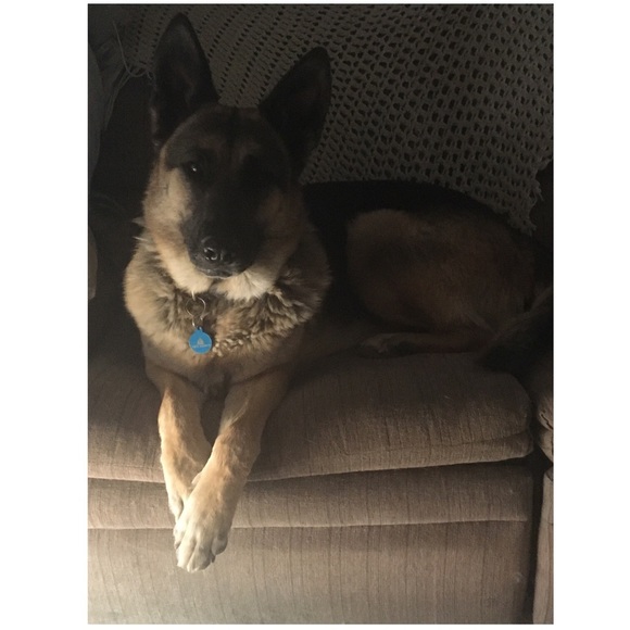 🥰Molly Update: Promoted to Counselor, professional therapupist, Office Mgr II🙈 - Picture 2 of 2